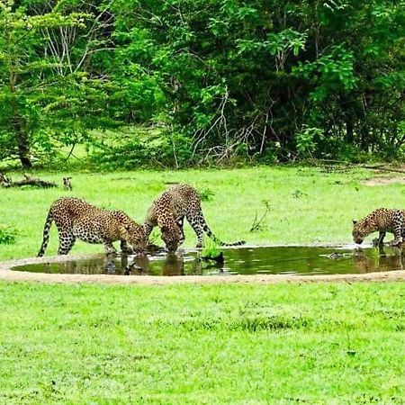 Yala Leopard Mobile Camp Hotel Bagian luar foto
