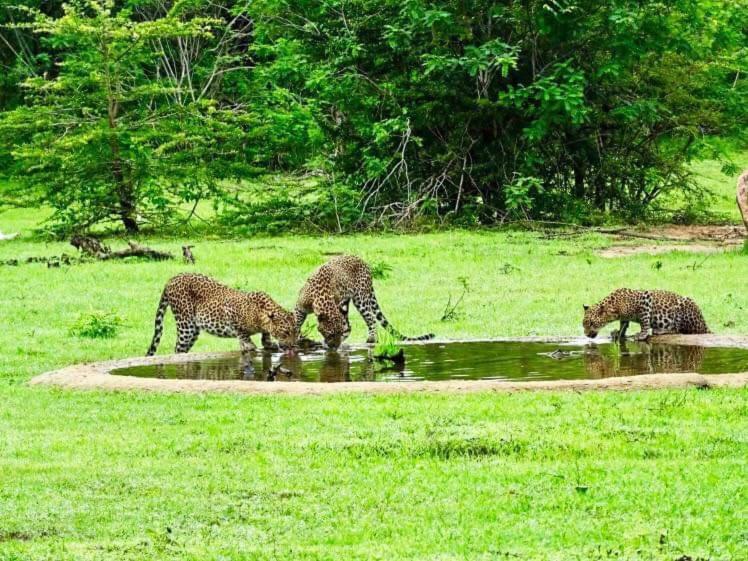 Yala Leopard Mobile Camp Hotel Bagian luar foto