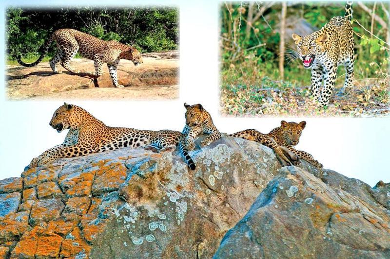 Yala Leopard Mobile Camp Hotel Bagian luar foto