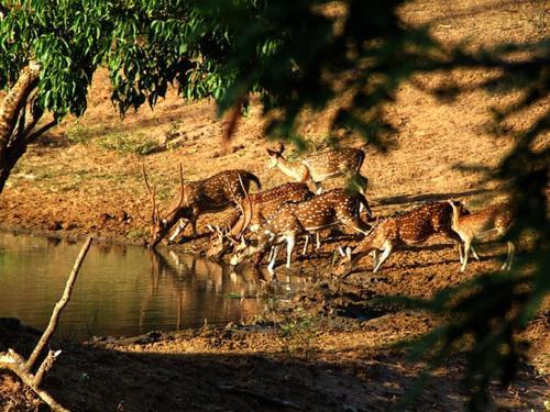 Yala Leopard Mobile Camp Hotel Bagian luar foto