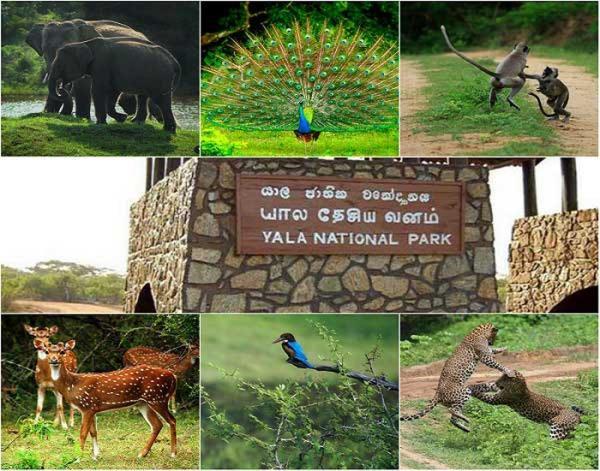 Yala Leopard Mobile Camp Hotel Bagian luar foto