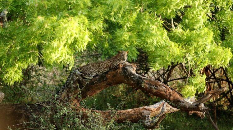 Yala Leopard Mobile Camp Hotel Bagian luar foto